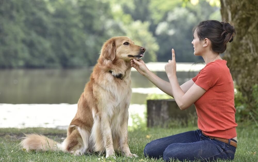 איך ללמד גור או כלב בוגר לשכב