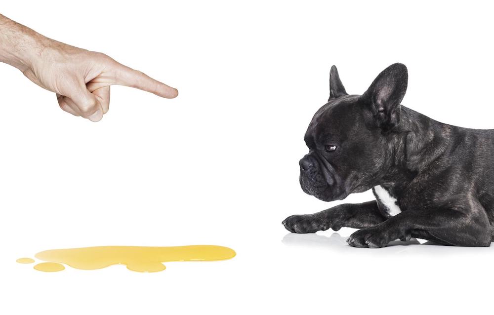 איך למנוע מכלב לסמן בדירה