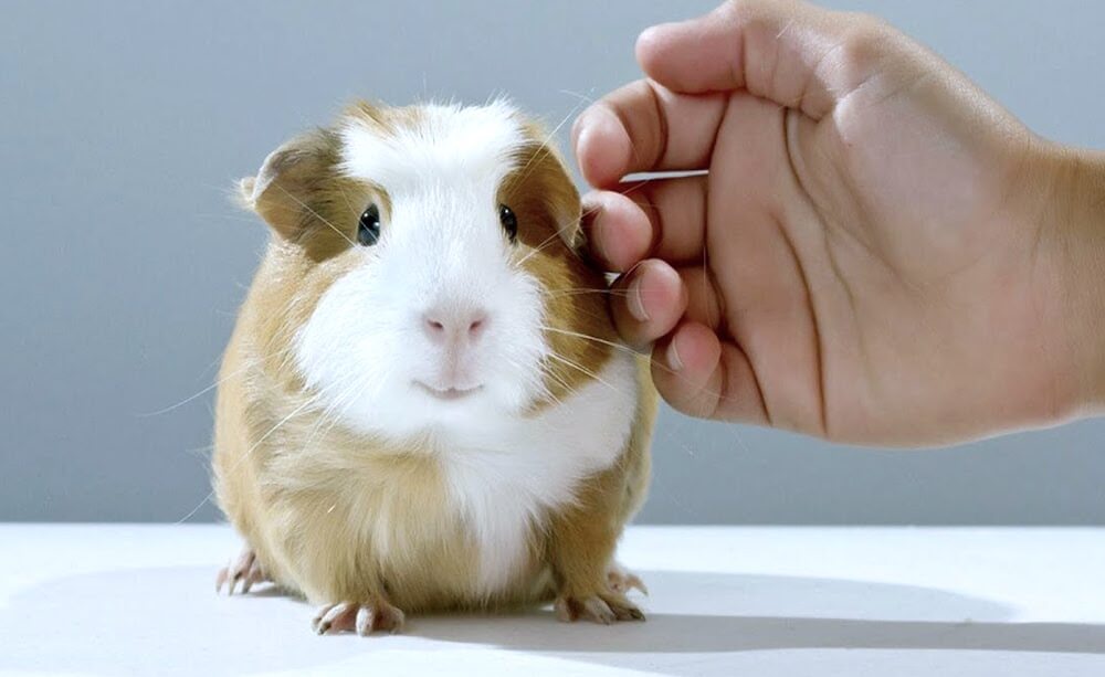 כיצד לקבוע את מין חזיר הים