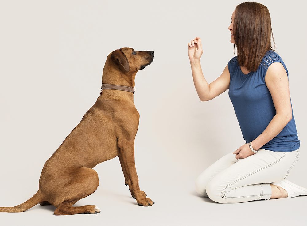איך ללמד כלב את הפקודה "לא"