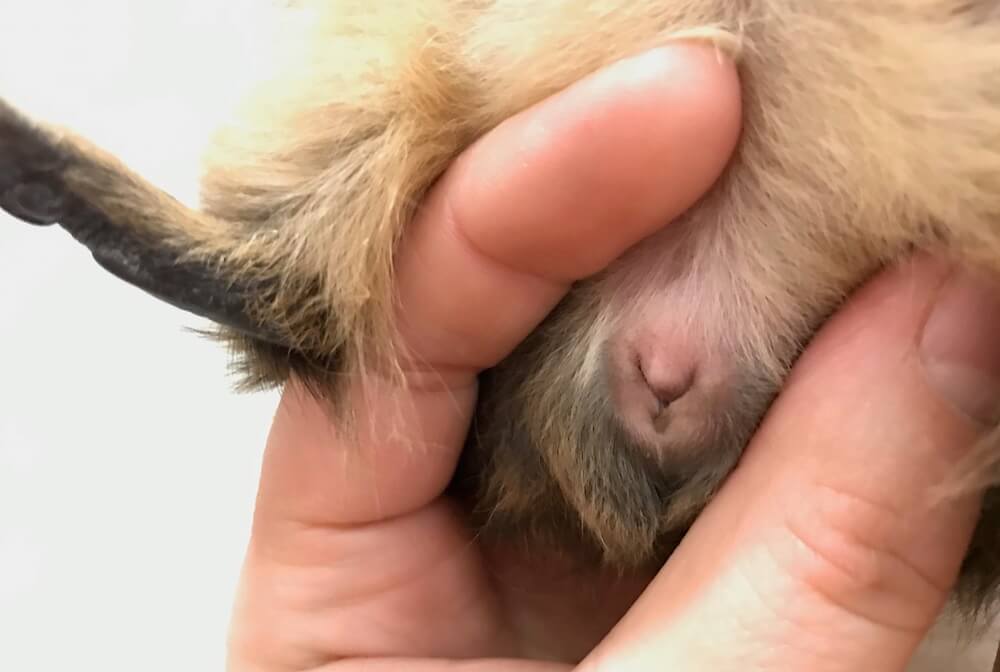 מאפיינים מיניים ייחודיים של שרקנים בוגרים