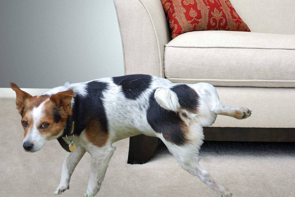 למה כלב מסמן את הטריטוריה שלו?