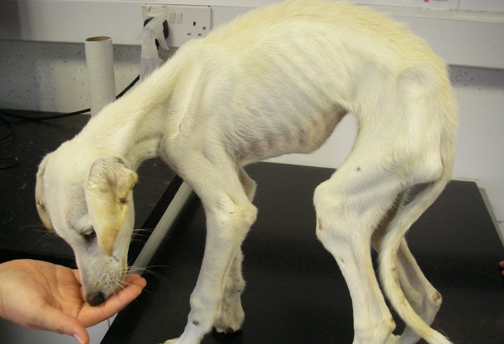 גורמים לתשישות כלבים