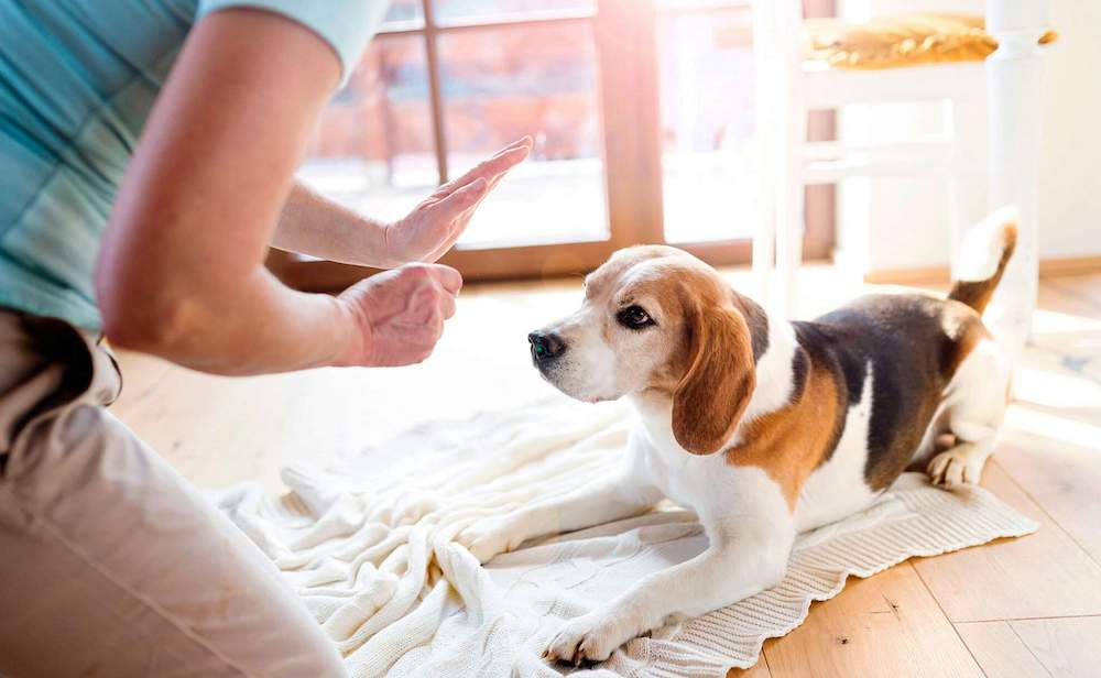 שיטות אימון