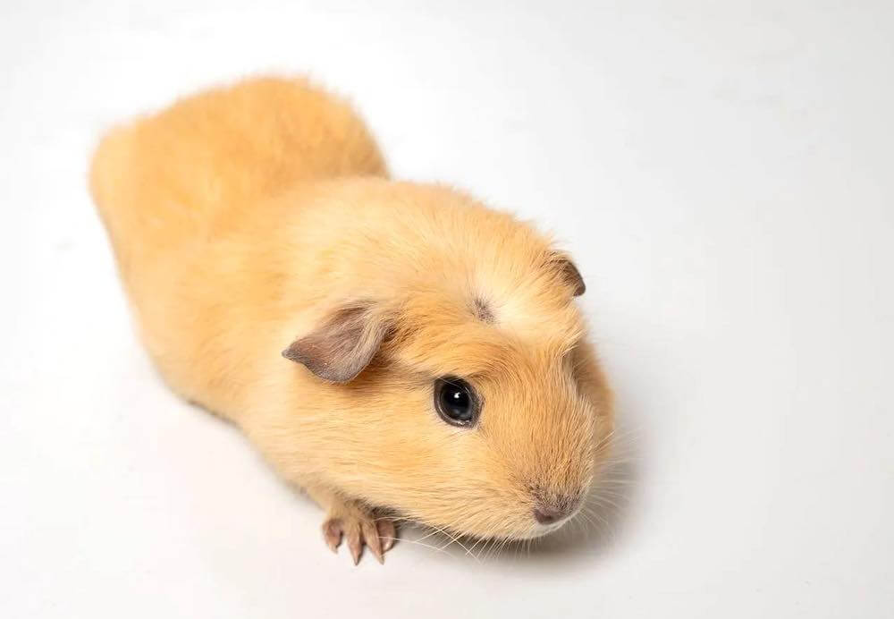 כיצד לקבוע את מין גור חזיר ים