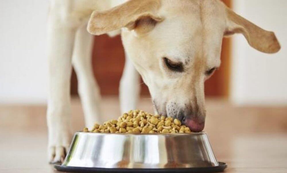 איך להשמין כלב רזה עם אוכל יבש
