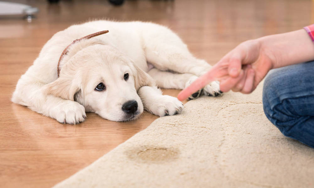 איך למנוע מכלב לסמן את הבית