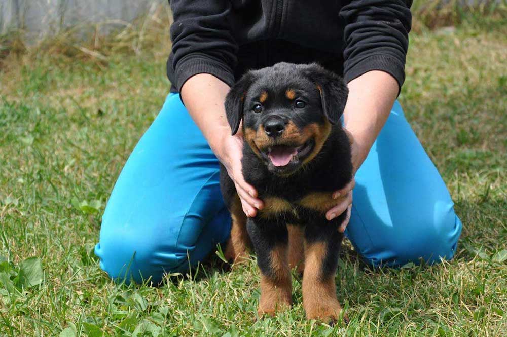 איך ללמד גור או כלב בוגר את הפקודה "לא"