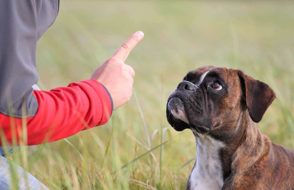 מה לא לעשות כשמאלף כלב