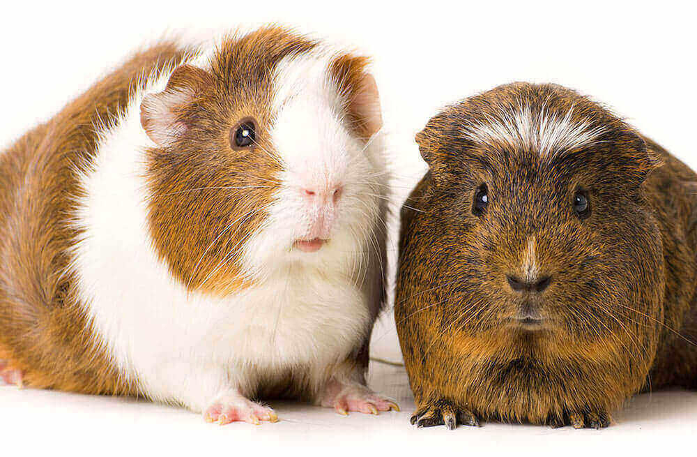 ההבדלים העיקריים בין חזירי ים זכרים ונקבות