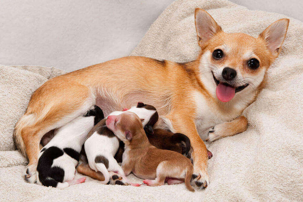 איך להשמין כלב לאחר הלידה