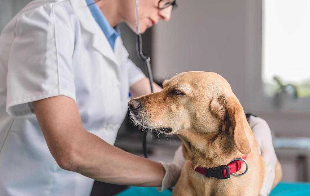 מתי יש צורך בווטרינר?