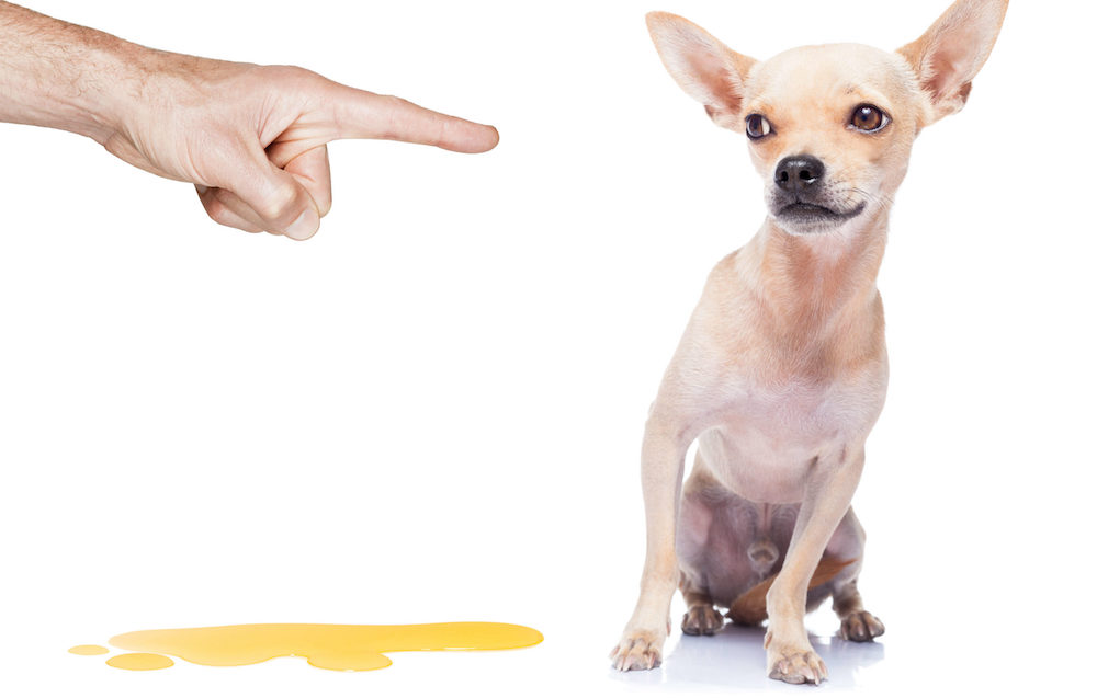 איך למנוע מכלב לסמן פינות