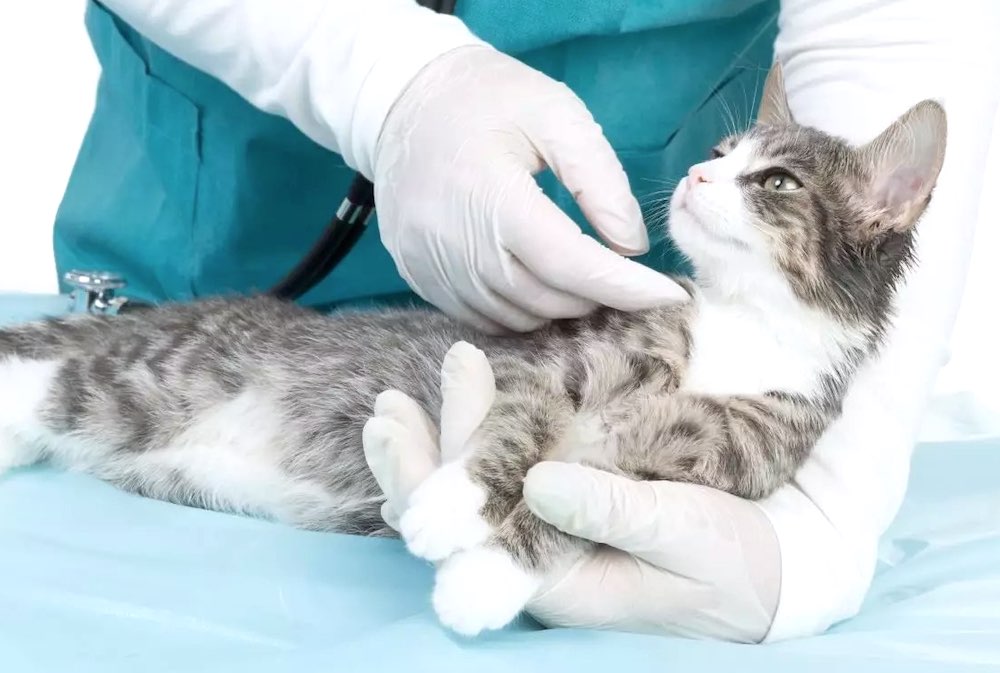 האם חתולים נדבקים בקורונה?