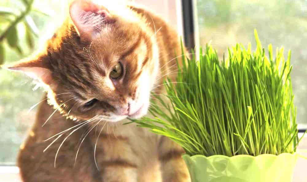 איזה סוג של דשא אפשר לתת לחתולים?