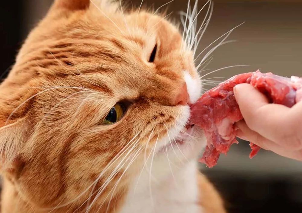 האם חתול יכול לאכול אוכל נא?