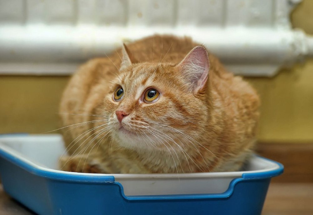 מתי צריך לתת לחתול חוקן לטיפול בעצירות?