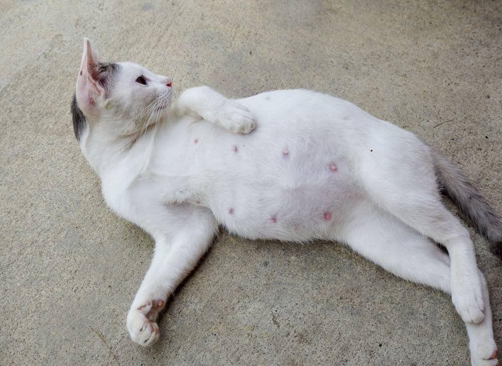 מתי אסור לעשות חוקן