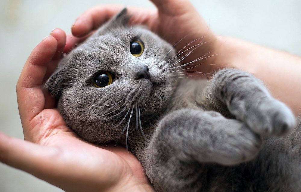 מסקנות קצרות - חוקן לחתול