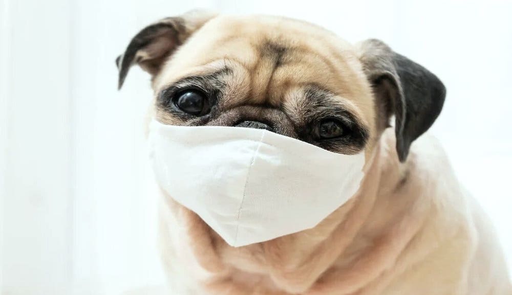 האם כלבים נדבקים בקורונה?