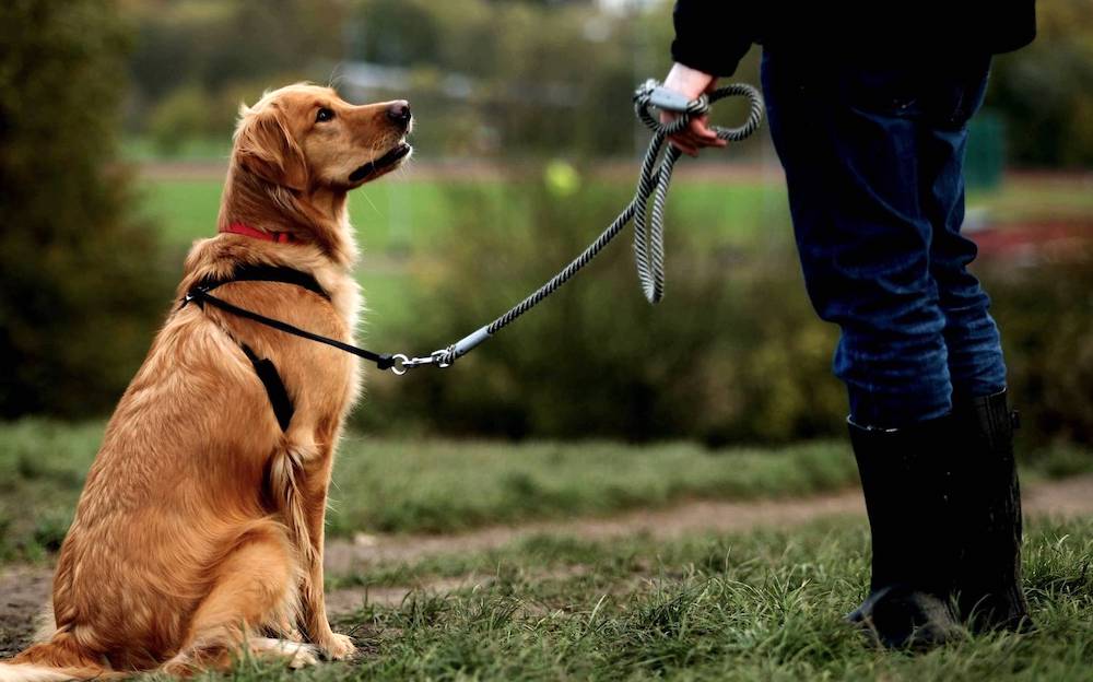 איך ללמד כלב את פקודת ה"עקב"