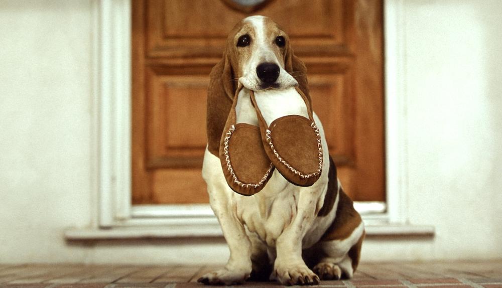 איך ללמד כלב להביא צעצוע, נעלי בית ושמחה