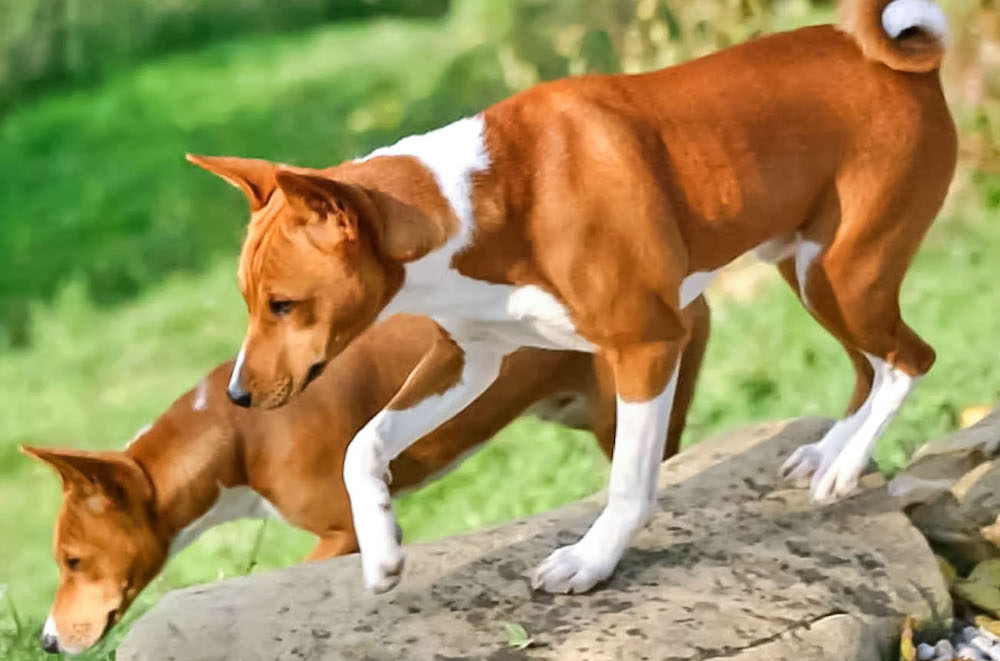אילו גזעי כלבים לא מריחים ריח?