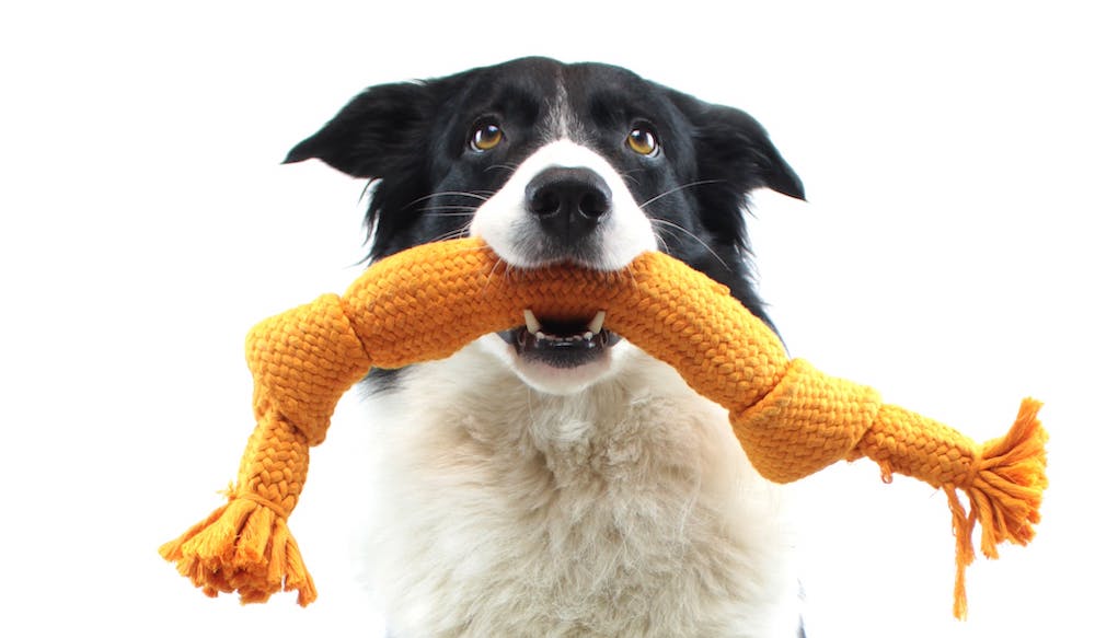 מתי ניתן ללמד גור את פקודת האחזור?