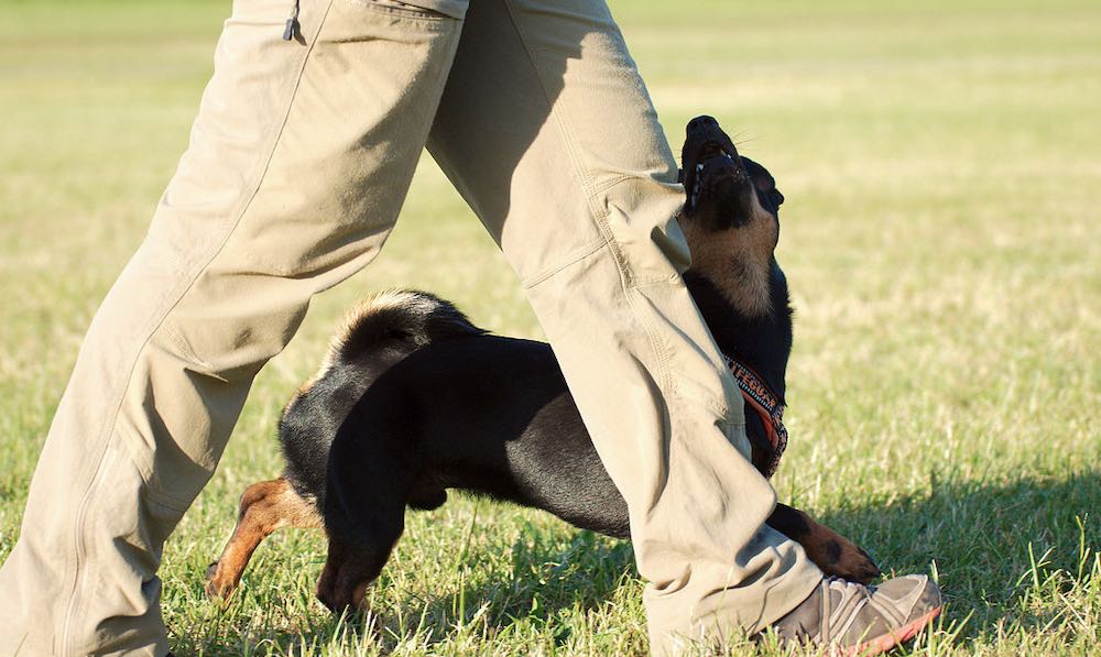 מתי ניתן ללמד גור את פקודת העקב?