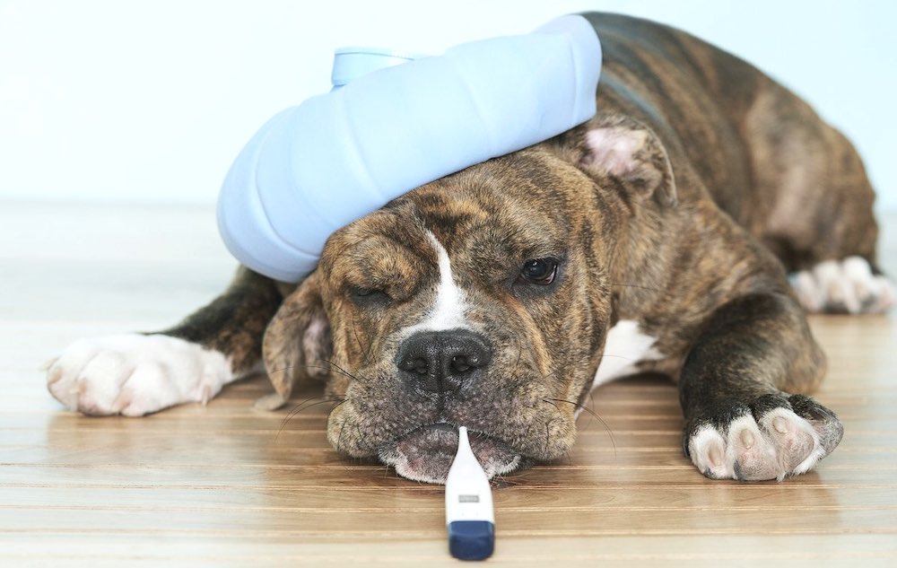 האם כלב יכול להידבק בקורונה?