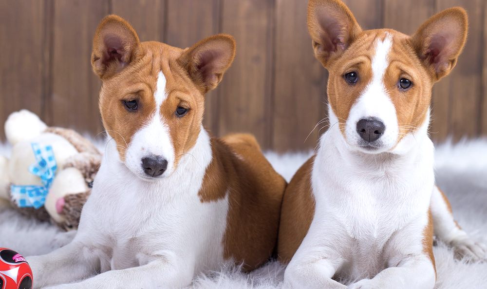 גזעי כלבים שאינם מריחים ריח