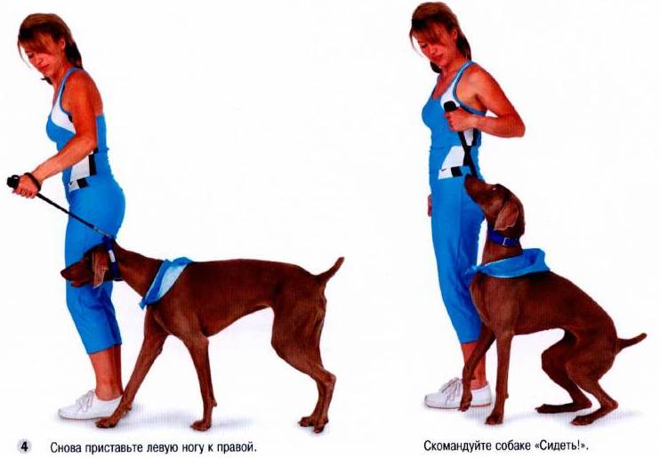 אלגוריתם ללימוד כלב את הפקודה להישאר עם רצועה