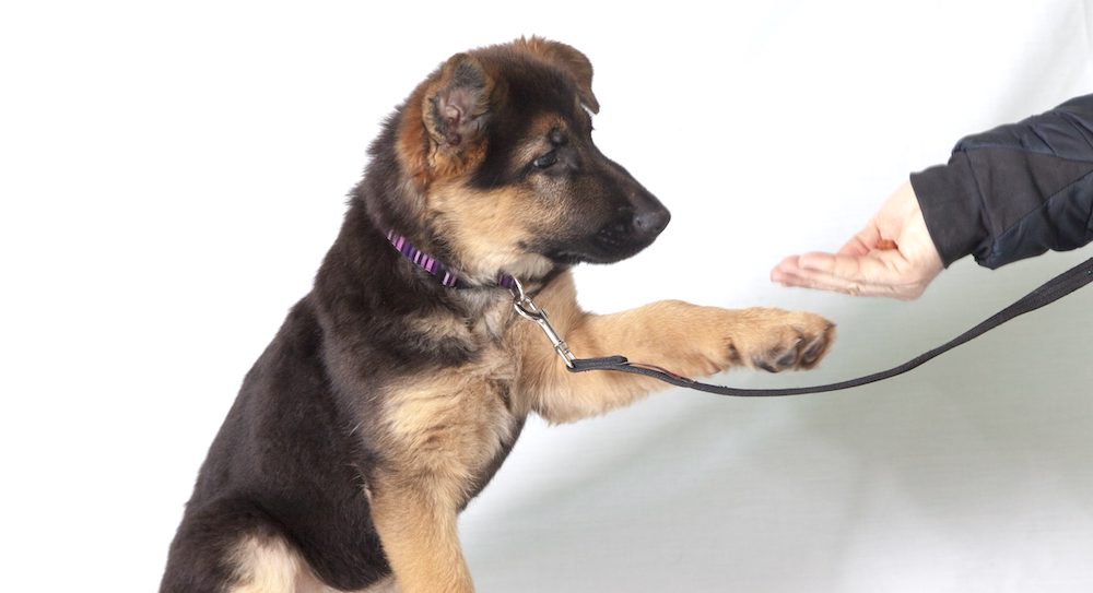 מה נדרש לאימון