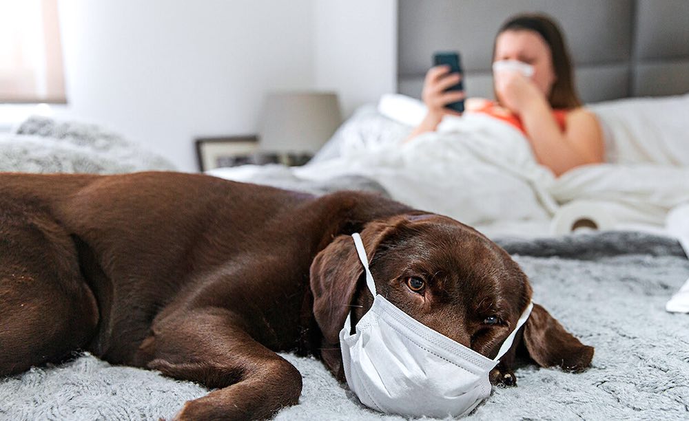 האם כלב יכול להידבק בקורונה מאדם?