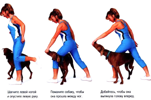 אלגוריתם ללימוד כלב להישאר קרוב ללא רצועה