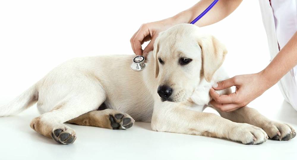 טיפול בנגיף הקורונה בכלבים