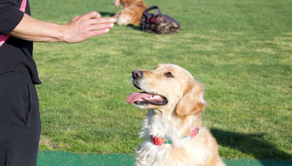 טעויות וניואנסים באימון