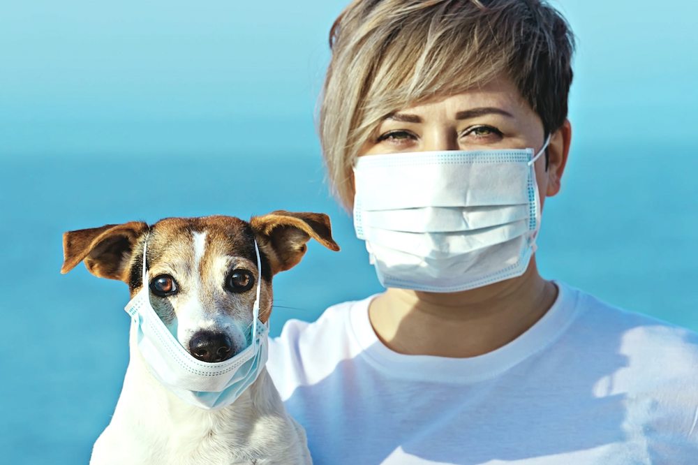 מסקנות קצרות על COVID-19 בכלבים