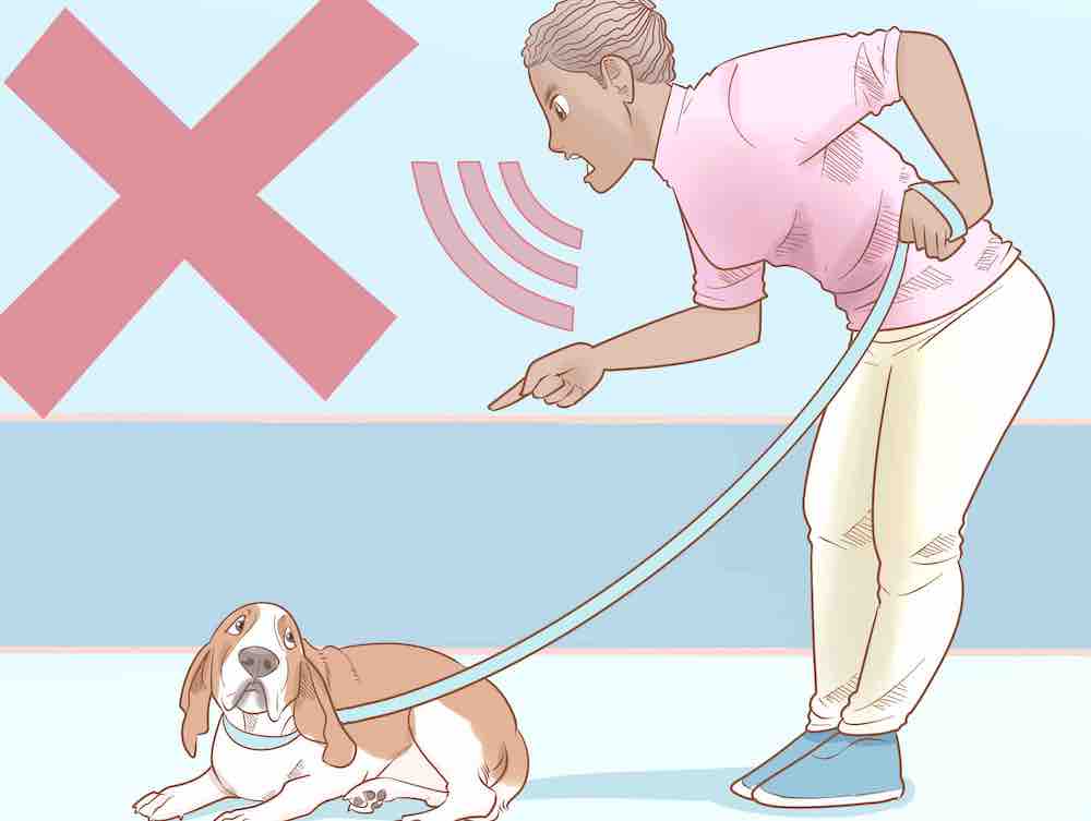 טעויות ובעיות באילוף כלבים