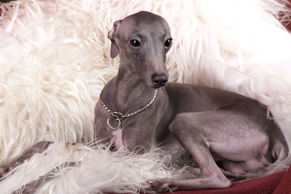 גרייהאונד איטלקי