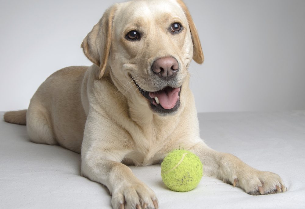 מסקנות קצרות על אילוף כלב לציית לפקודות
