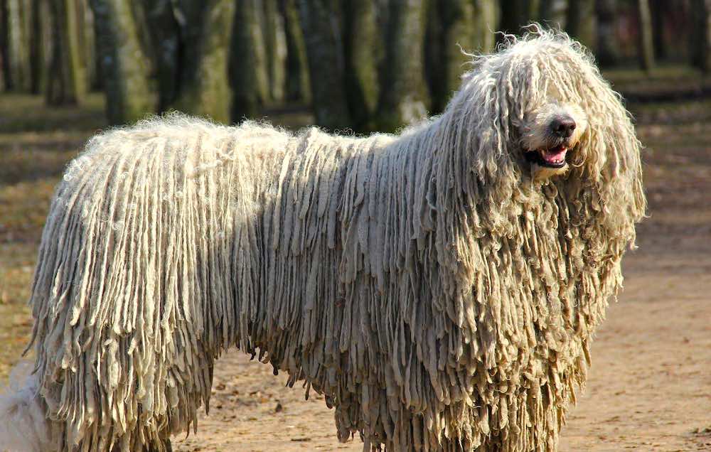 רועה הונגרי