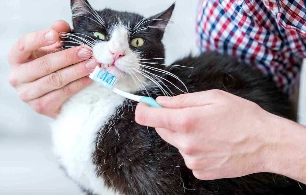 איך לצחצח לחתול שלך שיניים בבית