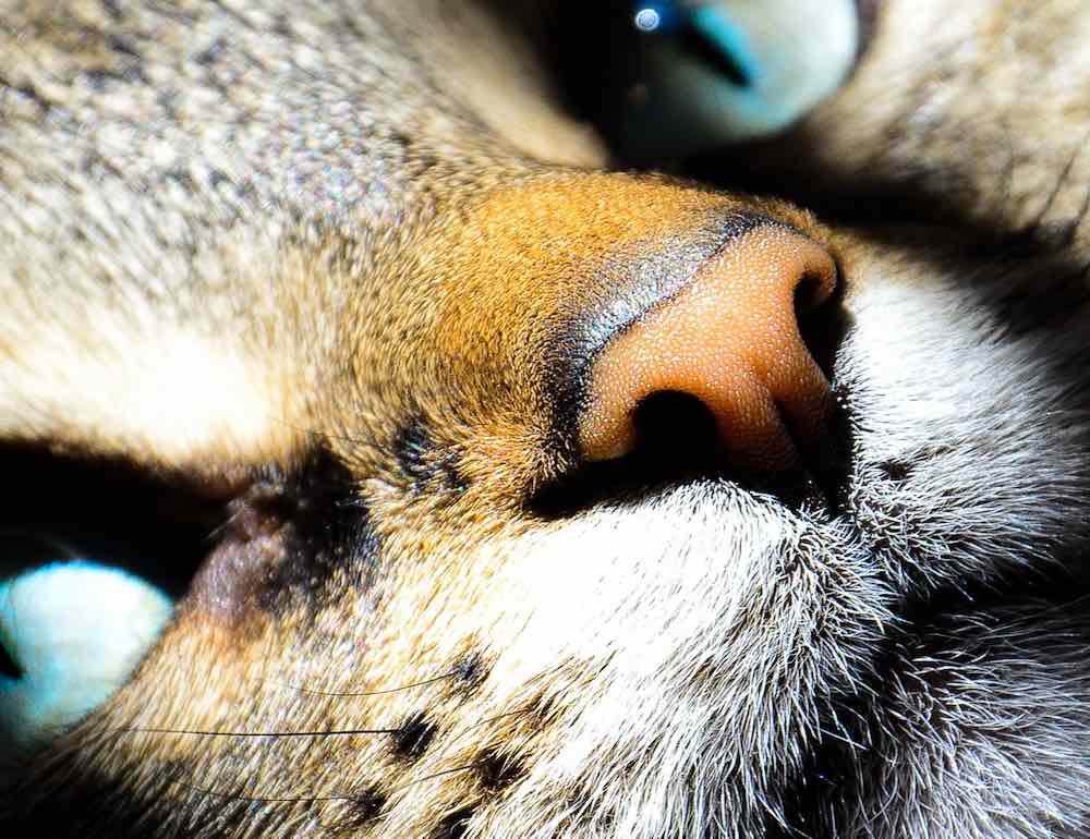 איך לנקות את האף של החתול בבית