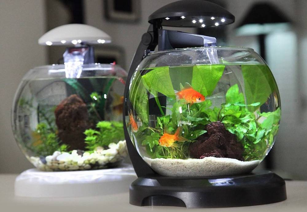 איך לבחור אקווריום לבית שלכם