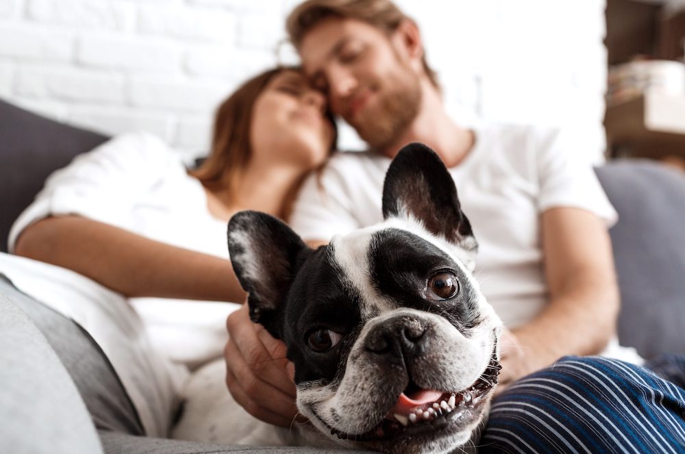 מה שצריך לדעת לפני שאורגן כלב