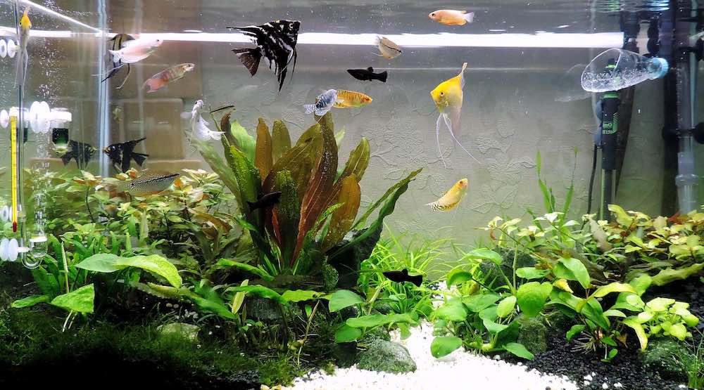 מאיזה חלקים מורכב אקווריום דגים?