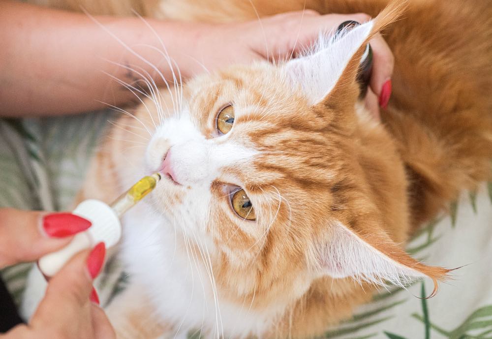 מתי צריך לשטוף את האף של חתול?