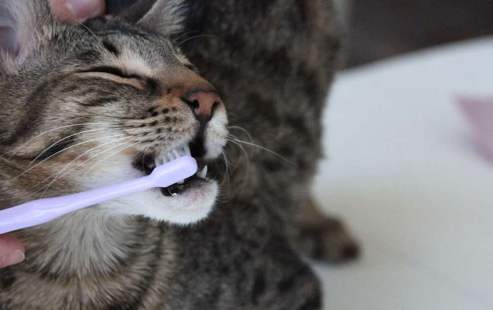 האם אתה צריך לצחצח לחתול שלך שיניים?