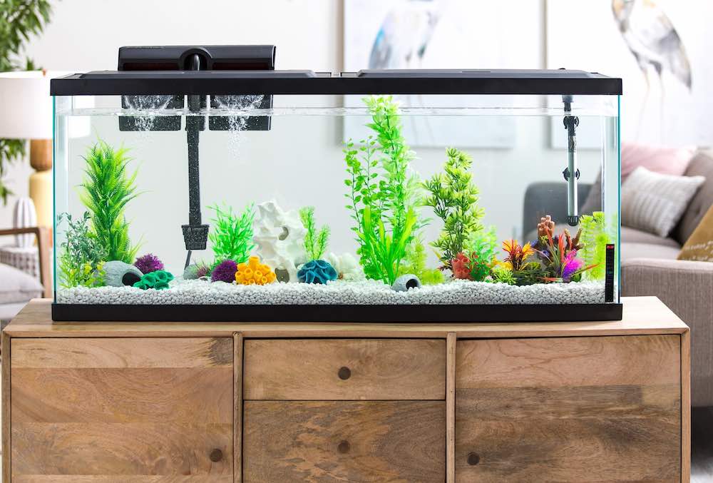 קריטריונים לבחירת אקווריום ביתי ומרכיביו